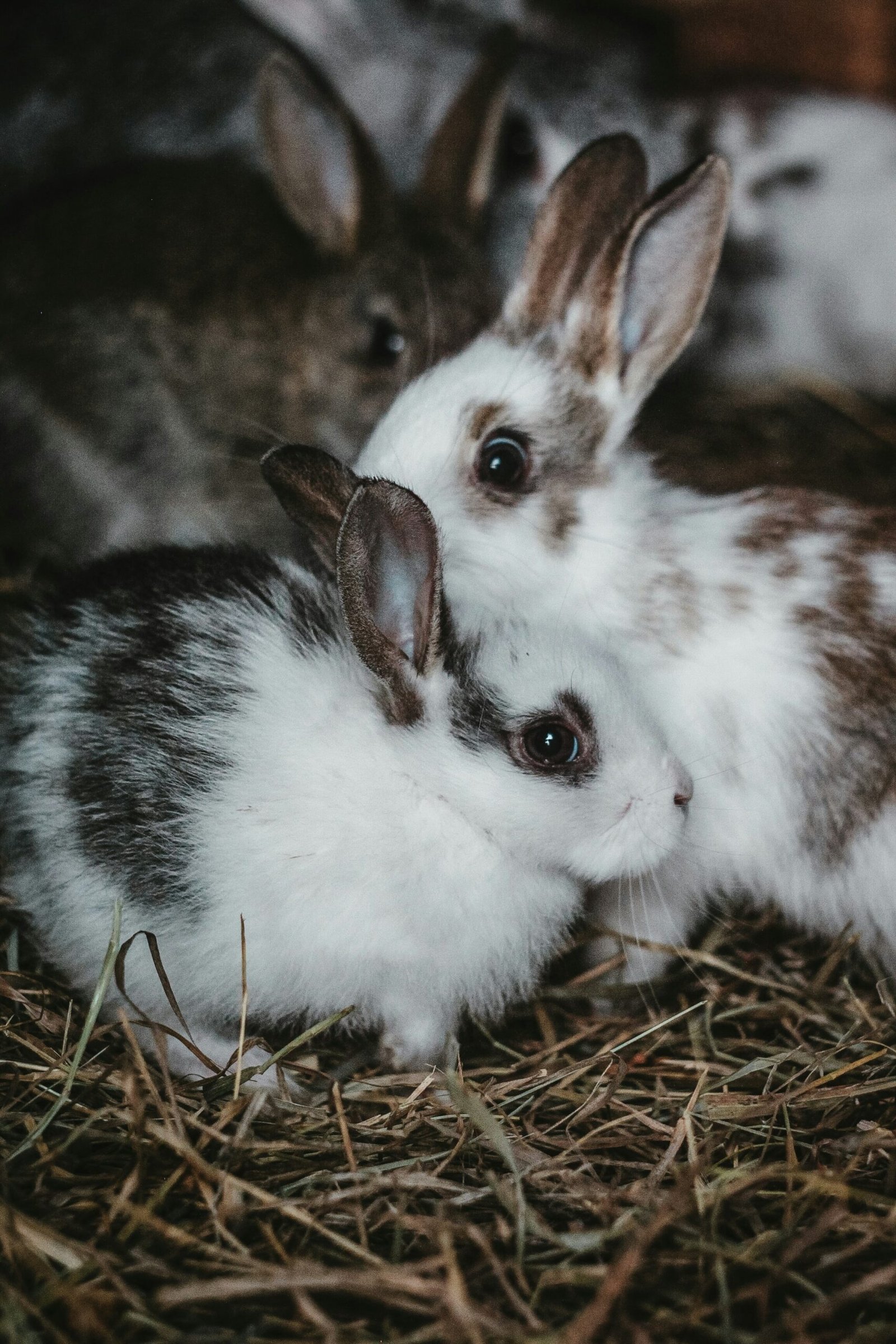 pure-julia-UYCy6Il-rsw-unsplash