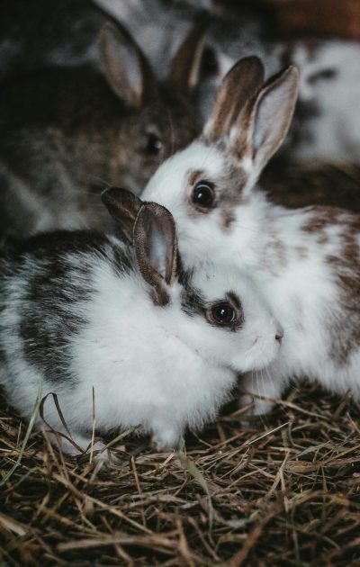 pure-julia-UYCy6Il-rsw-unsplash